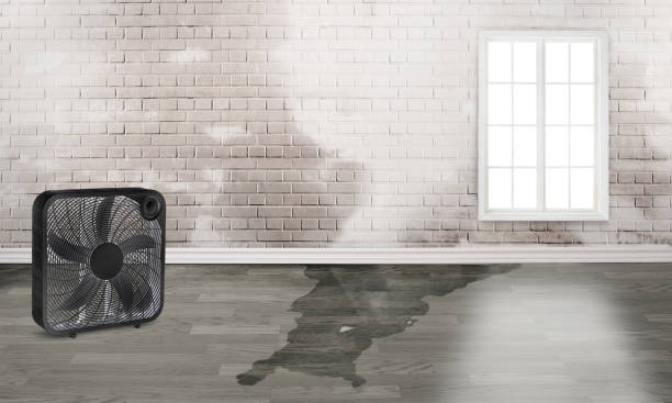 Best Mold removal after water damage  in Fort Valley, GA